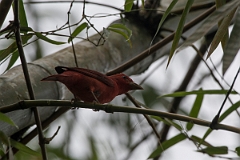 DPPhotography - Costa rica - Summer tanager - A