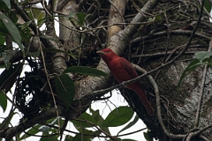 DPPhotography - Costa rica - Summer tanager - B