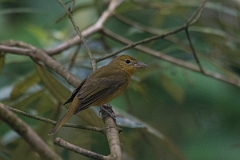 DPPhotography - Costa rica - Summer tanager - C