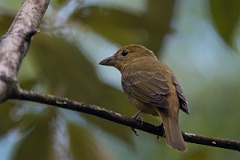DPPhotography - Costa rica - Summer tanager - D