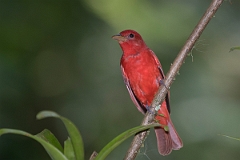 DPPhotography - Costa rica - Summer tanager - E