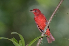 DPPhotography - Costa rica - Summer tanager - F