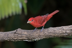 DPPhotography - Costa rica - Summer tanager - G
