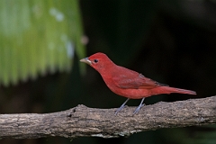 DPPhotography - Costa rica - Summer tanager - H