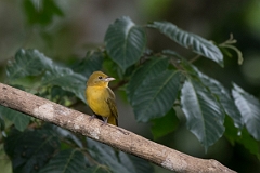 DPPhotography - Costa rica - Summer tanager - I