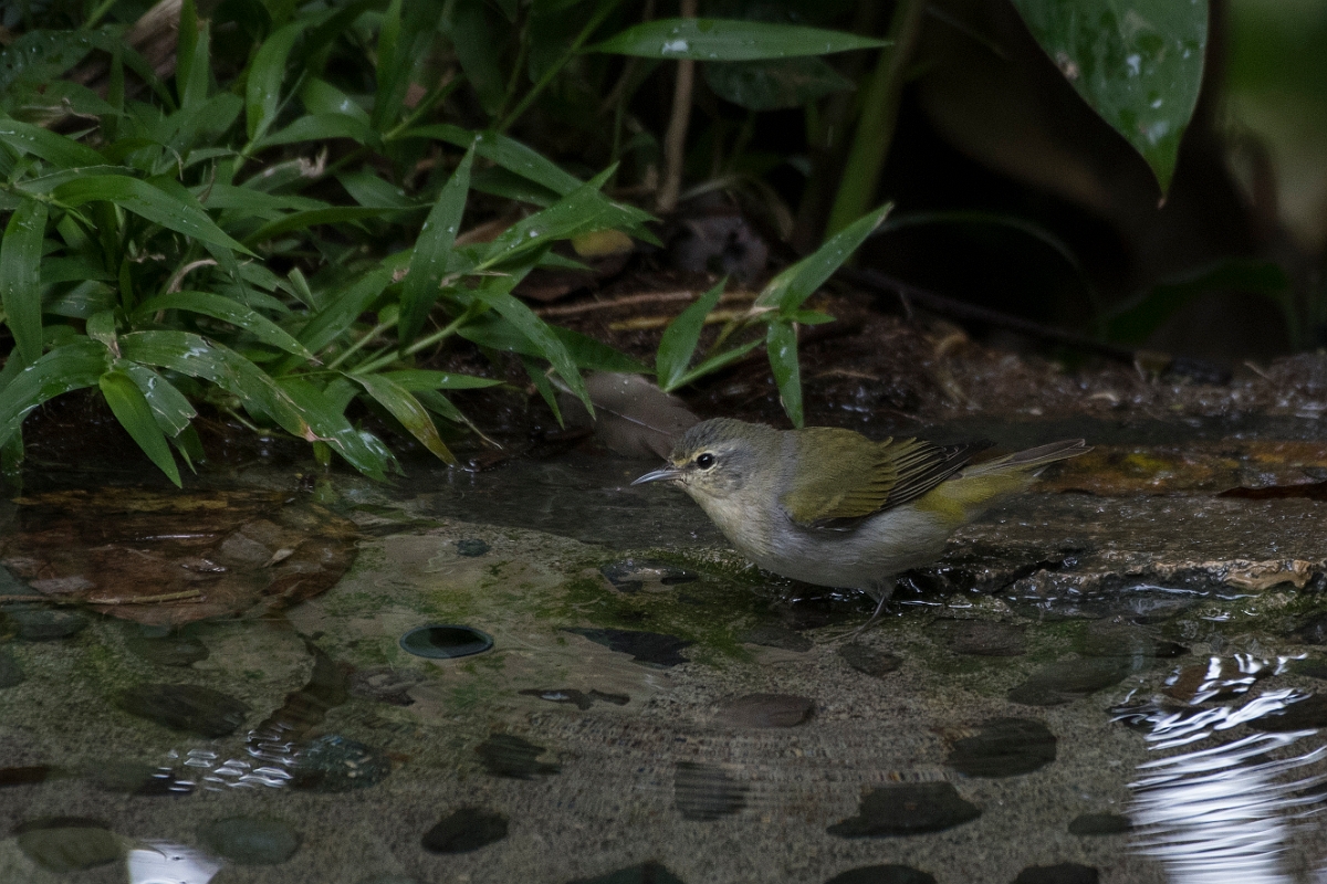DPPhotography - Costa rica - Tennessee warbler - A.jpg - Tennessee warbler - Rancho Naturalista, Costa Rica