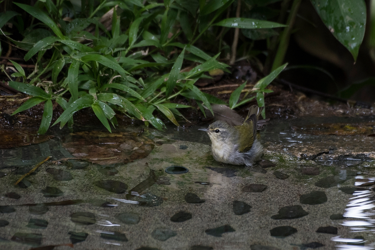 DPPhotography - Costa rica - Tennessee warbler - B.jpg - Tennessee warbler - Rancho Naturalista, Costa Rica