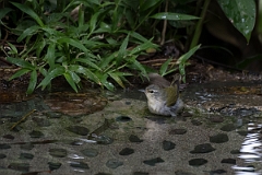 DPPhotography - Costa rica - Tennessee warbler - B