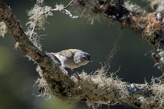 DPPhotography - Costa rica - Tennessee warbler - C
