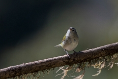 DPPhotography - Costa rica - Tennessee warbler - D