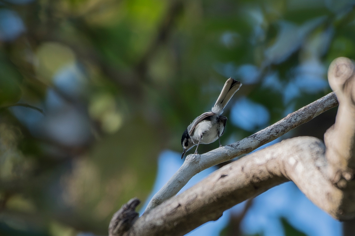 DPPhotography - Costa rica - Tropical gnatcatcher - A.jpg - Tropical gnatcatcher - El Remanso, Costa Rica