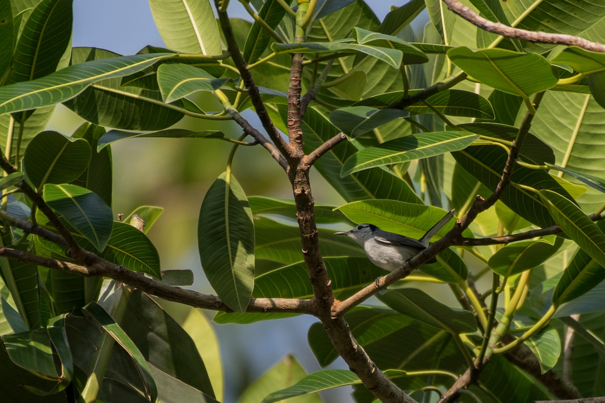 DPPhotography - Costa rica - Tropical gnatcatcher - C.jpg - Tropical gnatcatcher - El Remanso, Costa Rica