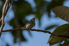 DPPhotography - Costa rica - Tropical gnatcatcher - B