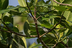 DPPhotography - Costa rica - Tropical gnatcatcher - C