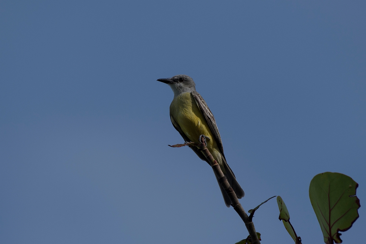 DPPhotography - Costa rica - Tropical kingbird - B.jpg - Tropical kingbird - Tortuguero, Costa Rica