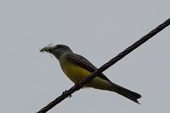 DPPhotography - Costa rica - Tropical kingbird - A