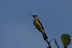 DPPhotography - Costa rica - Tropical kingbird - B