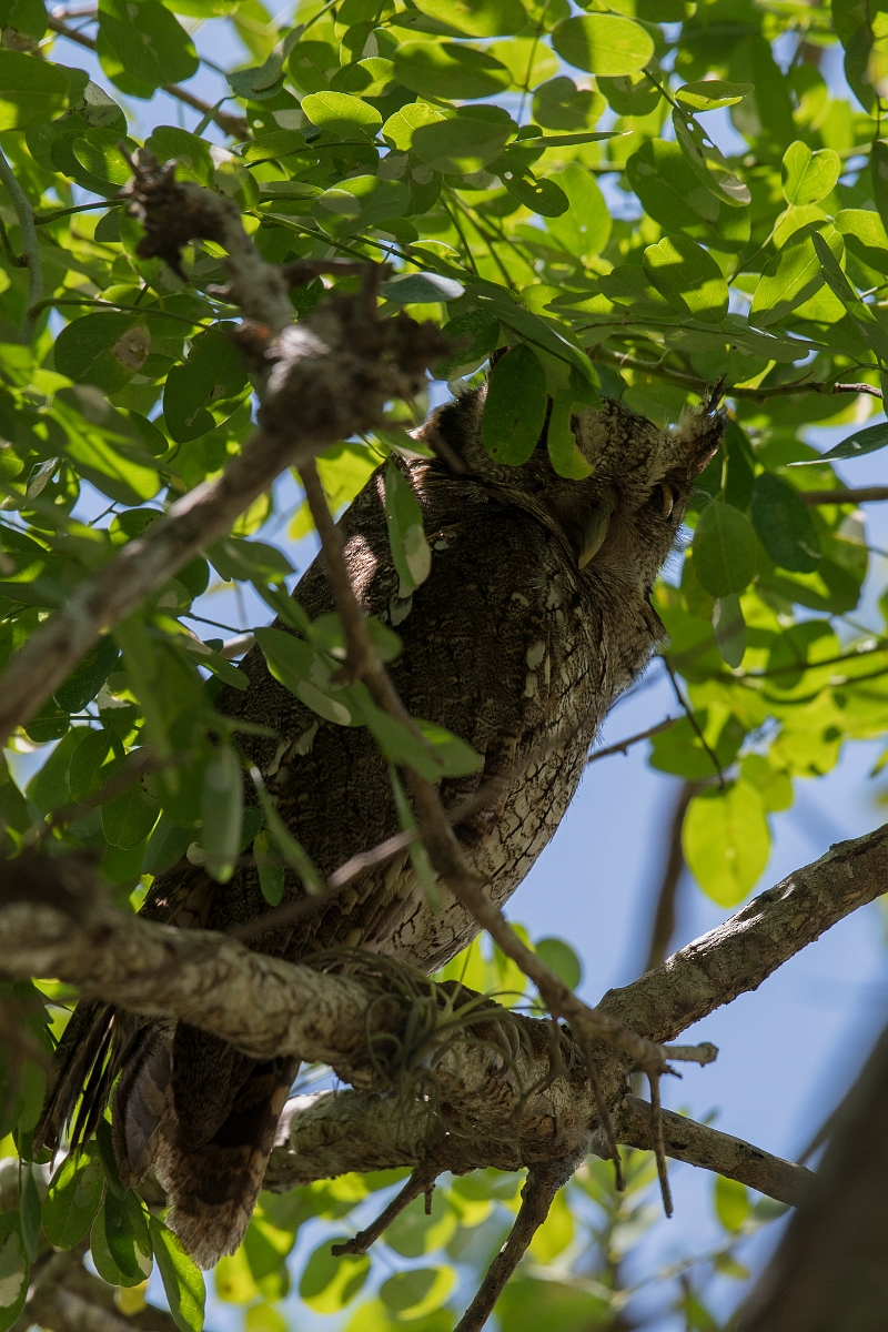 DPPhotography - Costa rica - Tropical screech-owl - B.jpg - Tropical screech-owl - Osa peninsula, Costa Rica