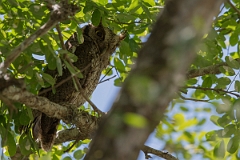 DPPhotography - Costa rica - Tropical screech-owl - A