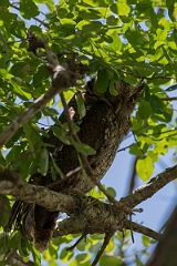 DPPhotography - Costa rica - Tropical screech-owl - B