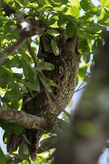 DPPhotography - Costa rica - Tropical screech-owl - C