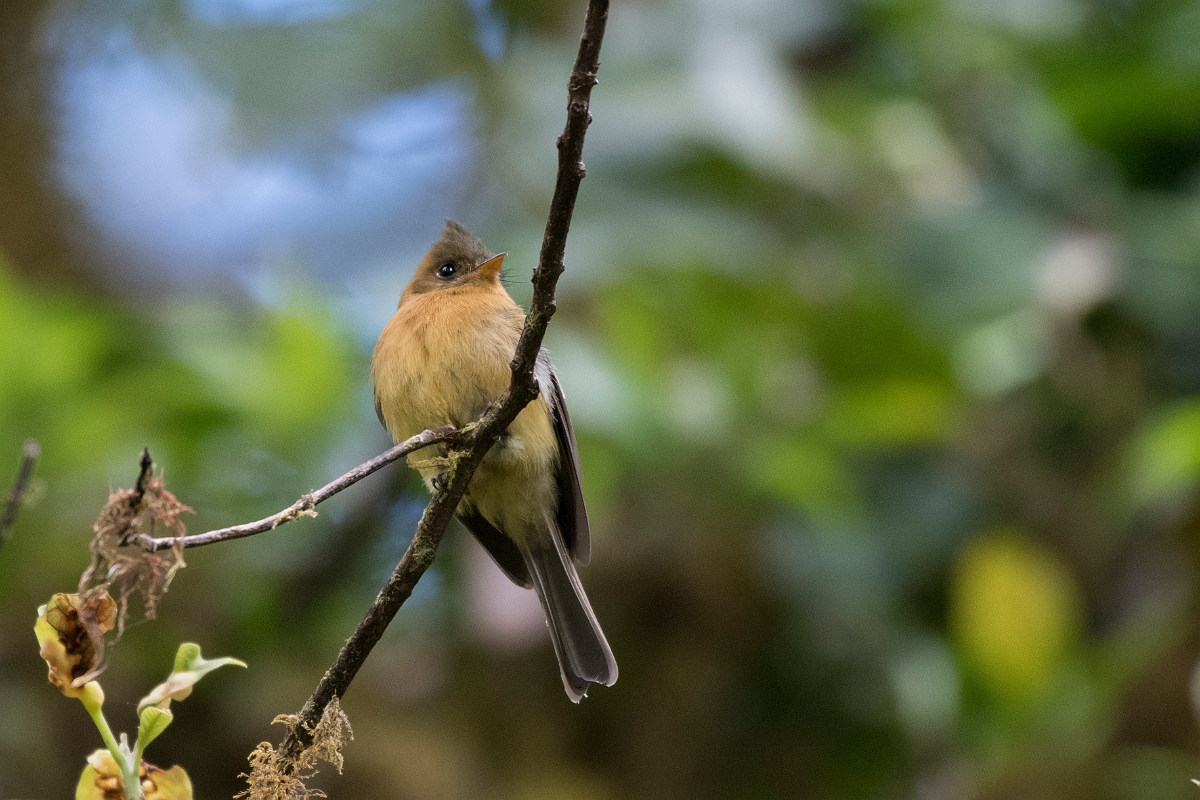 DPPhotography - Costa rica - Tufted flycatcher - C.jpg - Tufted flycatcher - San Gerardo de Dota, Costa Rica