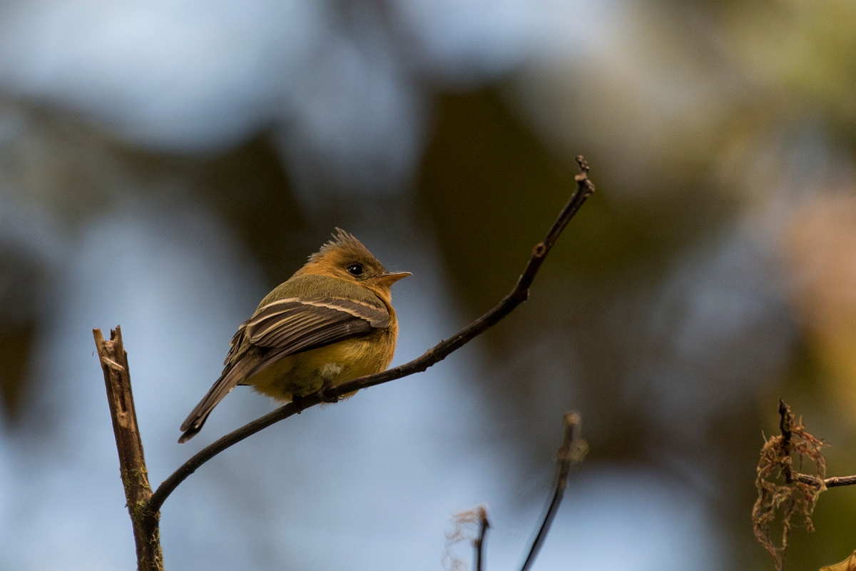 DPPhotography - Costa rica - Tufted flycatcher - D.jpg - Tufted flycatcher - San Gerardo de Dota, Costa Rica