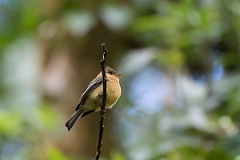 DPPhotography - Costa rica - Tufted flycatcher - A