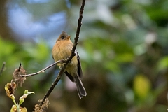 DPPhotography - Costa rica - Tufted flycatcher - C