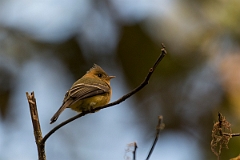 DPPhotography - Costa rica - Tufted flycatcher - D