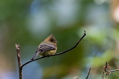 DPPhotography - Costa rica - Tufted flycatcher - E