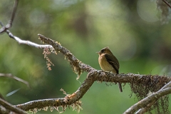 DPPhotography - Costa rica - Tufted flycatcher - F