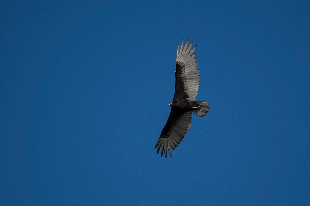 DPPhotography - Costa rica - Turkey vulture - C.jpg - Turkey vulture - Tortuguero, Costa Rica