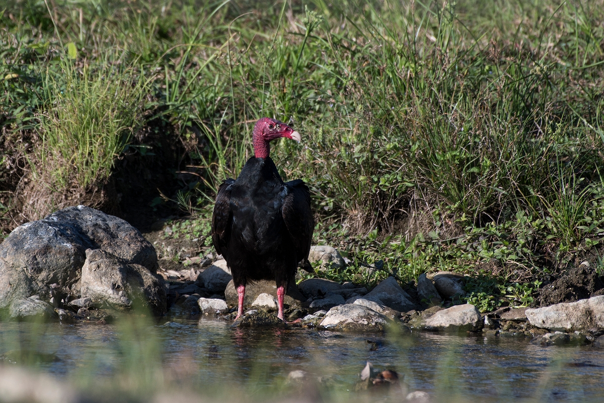 DPPhotography - Costa rica - Turkey vulture - E.jpg - Turkey vulture - Osa peninsula, Costa Rica
