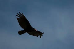 DPPhotography - Costa rica - Turkey vulture - A