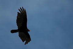 DPPhotography - Costa rica - Turkey vulture - B