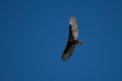 DPPhotography - Costa rica - Turkey vulture - C