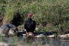 DPPhotography - Costa rica - Turkey vulture - E