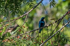 DPPhotography - Costa rica - Turquoise cotinga - B
