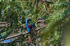 DPPhotography - Costa rica - Turquoise cotinga - C