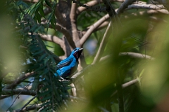 DPPhotography - Costa rica - Turquoise cotinga - D