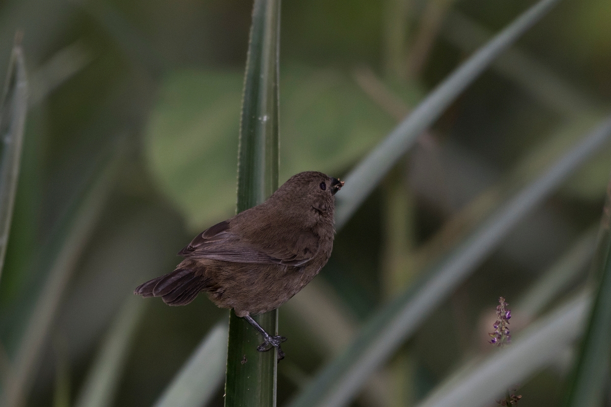 DPPhotography - Costa rica - Variable seedeater - B.jpg - Variable seedeater, female - La Qunita de Sarapiqui, Costa Rica