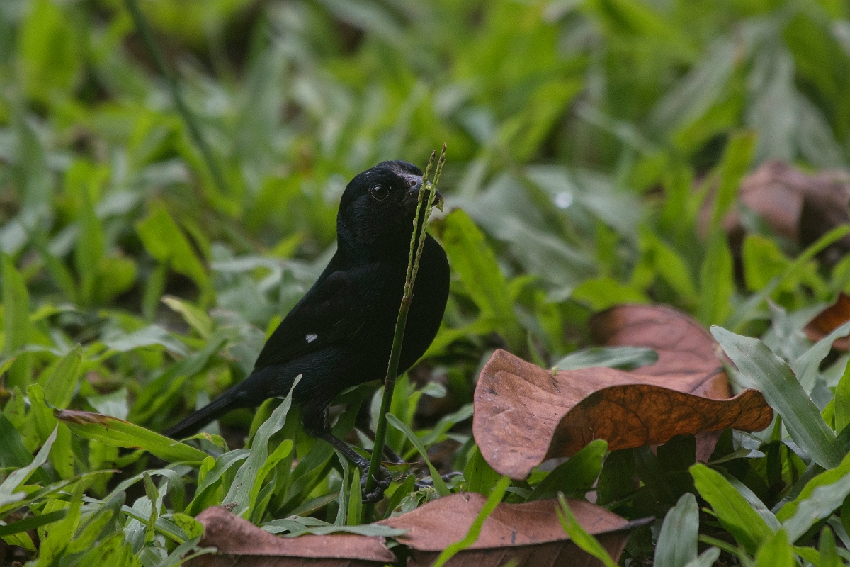 DPPhotography - Costa rica - Variable seedeater - D.jpg - Variable seedeater, male - Tortuguero, Costa Rica
