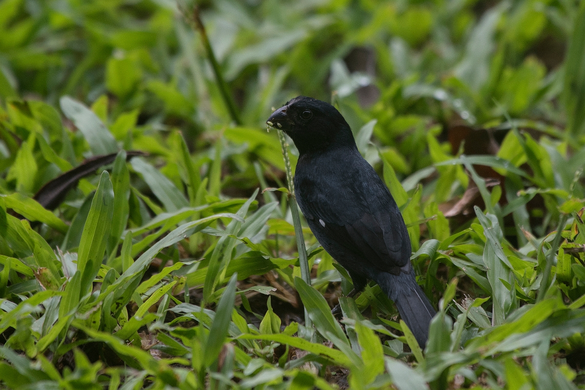 DPPhotography - Costa rica - Variable seedeater - F.jpg - Variable seedeater, male - Tortuguero, Costa Rica