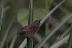 DPPhotography - Costa rica - Variable seedeater - B