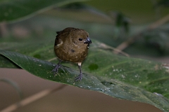 DPPhotography - Costa rica - Variable seedeater - C