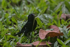 DPPhotography - Costa rica - Variable seedeater - D