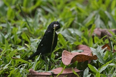 DPPhotography - Costa rica - Variable seedeater - E
