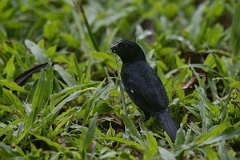 DPPhotography - Costa rica - Variable seedeater - F