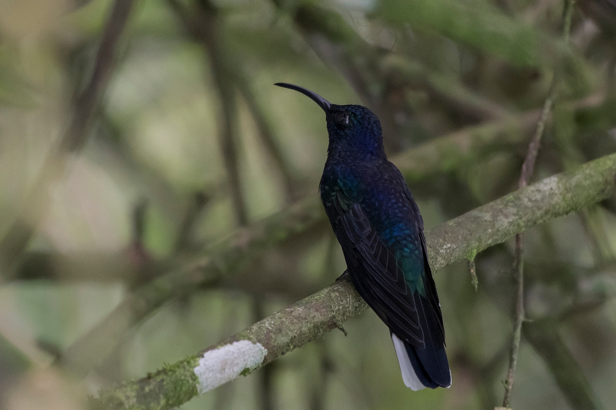 DPPhotography - Costa rica - Violet sabrewing - A.jpg - Violet sabrewing - Rancho Naturalista, Costa Rica